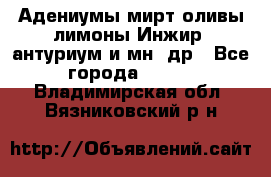 Адениумы,мирт,оливы,лимоны,Инжир, антуриум и мн .др - Все города  »    . Владимирская обл.,Вязниковский р-н